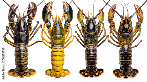 Diverse Lobster Species Displayed for Marine Life Study and Culinary Exploration in Detailed Close-Up View