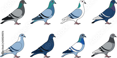 Pigeon bird variations set colorful vector illustration collection different domestic dove breeds isolated on white background design pack