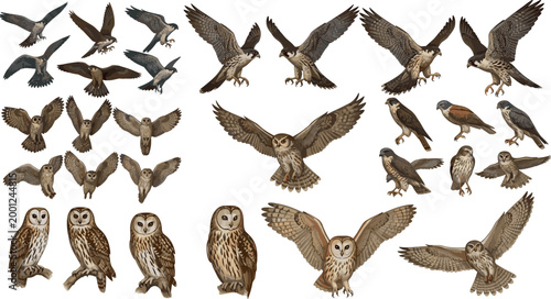 Realistic birds of prey and owls vector set featuring eagles hawks falcons and owls in flight and perched positions