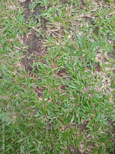Obraz na plátně Close up of patchy lawn grass with bare soil spots, showing dry, stressed turf and weeds