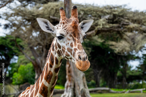 Photography giraffe in zoo
