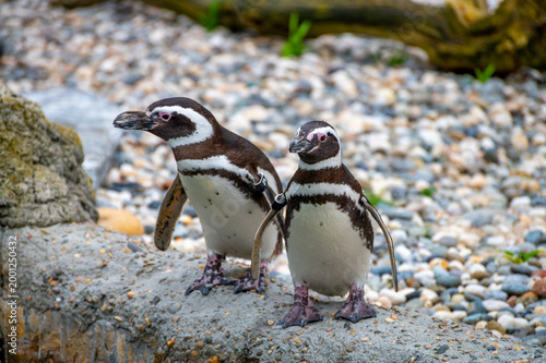Photography A pair of Magellanic penguins standing together