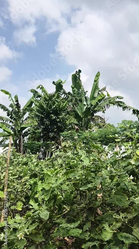 Lush green agricultural garden with banana trees blowing in the wind under cloudy sky