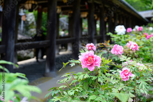 長谷寺　牡丹の花