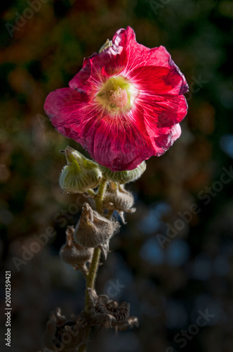 A vibrant pink flower stands out against a dark, blurred background, capturing attention with its detailed petals and central stamen. The light plays softly, highlighting the texture and beauty of the