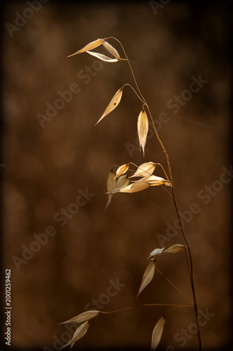 A single golden stalk with several leaves stands out against a soft brown background. The warm lighting highlights the delicate texture of the leaves.