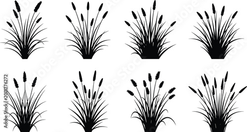 Tableau sur toile Black cattail and reed grass silhouette collection with wild wetland plants isol