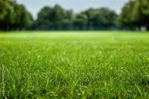 A vibrant, lush green lawn stretches towards a blurred backdrop of trees under a cloudy sky.