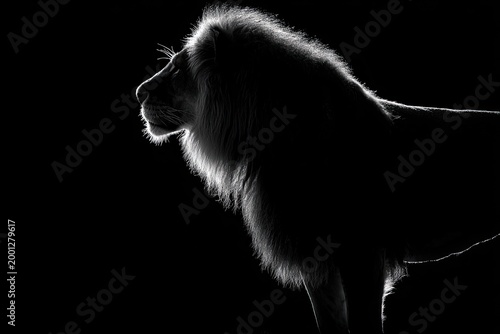A striking black and white portrait captures the regal profile of a male lion, showcasing its impressive mane against a stark, dark background.