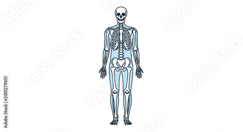 The human skeletal system is depicted in an upright stance against a clean white background, defined by smooth blue lines and a faint blue shape of the human form.