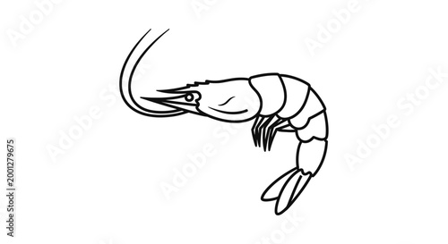 Simple Line Drawing of a Shrimp on White Background