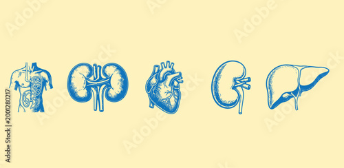 Human organs including kidneys heart liver and torso with digestive system anatomy.
