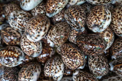 Foto Close-up macro of glossy spotted sea shells (cowrie shells) piled together, brown and white speckled pattern, textured natural background