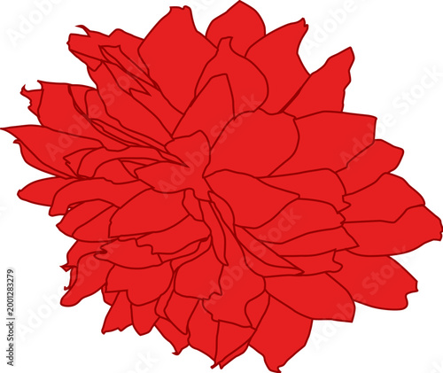 Realistic peony flower drawing