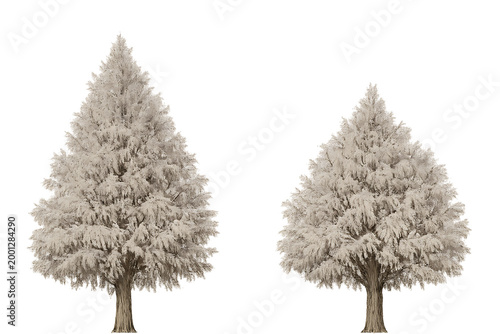 set of trees, Winter Tree Cutout PNG – Melia Azedarach Isolated Bundle