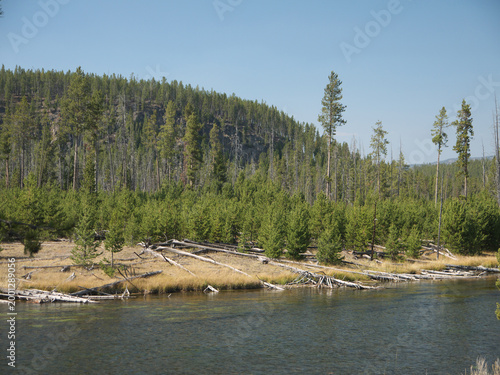 Firehole Riverbank with pine forest and fallen dead trees in Yellowstone National Park on sunny day