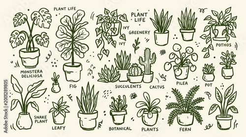 Collection of hand-drawn potted houseplants in various styles and sizes, featuring popular indoor plants
