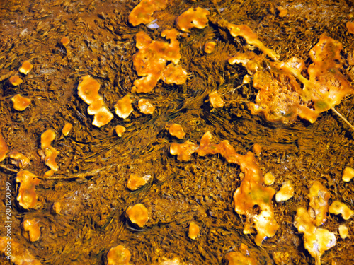Orange Cyanobacteria microbial mat in hot boiling water of Grand Prismatic Spring in Yellowstone National Park