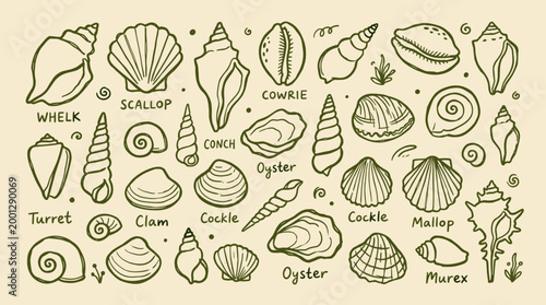 Collection of diverse seashells and marine bivalves hand-drawn in a charming sketch style on a textured beige background