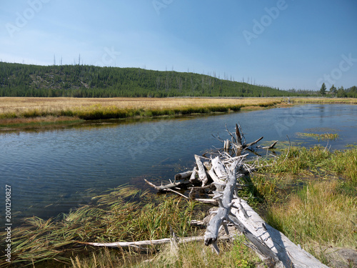 Firehole River bank with fallen dead trees and dry yellow grass in Yellowstone National Park on sunny day
