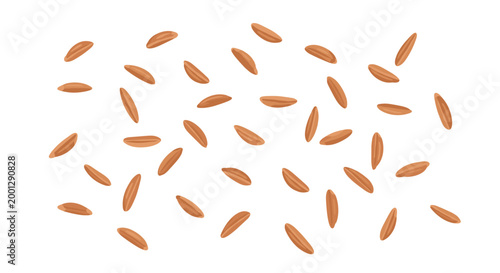 A collection of individual brown seeds is scattered randomly across a bright white background, emphasizing the elongated oval shape and smooth texture of each grain.