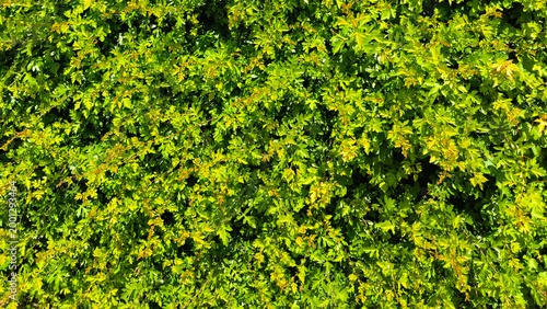 Obraz na płótnie Lush Green Hedge Foliage Texture Background with Sunlit Fresh Spring Leaves Full