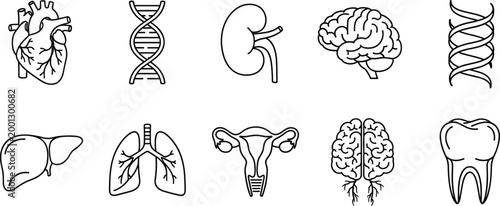 Human Anatomy Icon Set with Heart Brain Lungs DNA Kidney Liver Tooth and Reproductive Organs Outline Vector Collection for Medical Education and Healthcare Design