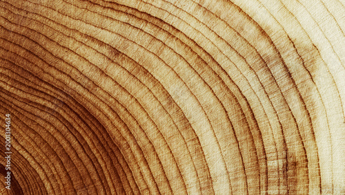 Принти на полотні Close Up of Wooden Tree Rings with Natural Texture, Banner with tree rings at natural growth patterns and textures of wood
