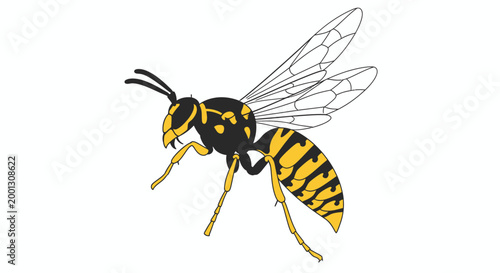 Isolated vector illustration of a wasp insect with detailed wings and antennae