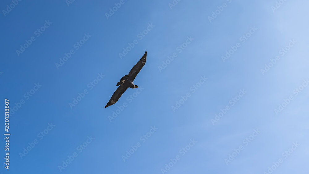 Obraz premium Flight of the condor. A large beautiful bird of prey flies against the background of the blue sky, spreading its wings. Peru. Colca Canyon.