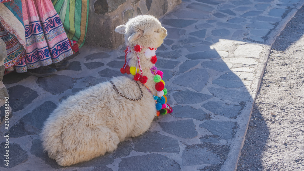 Fototapeta premium A white fluffy alpaca is lying on a paved sidewalk. The head is raised, looking away. The animal is decorated with bright multicolored pompoms. Fragments of traditional Peruvian women's clothing. Peru