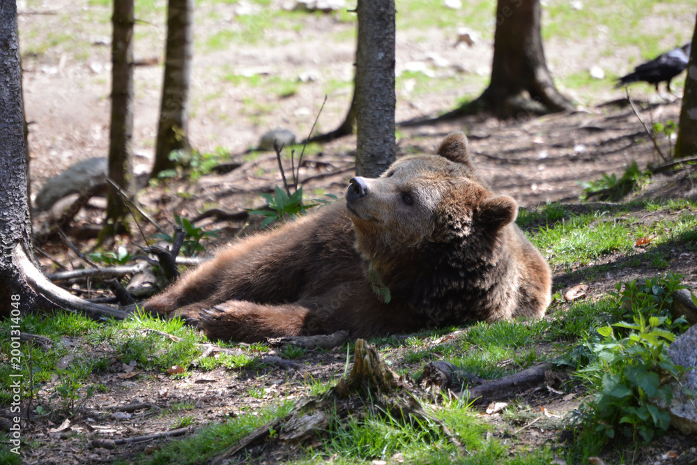 Naklejka premium Bear with a raven in background