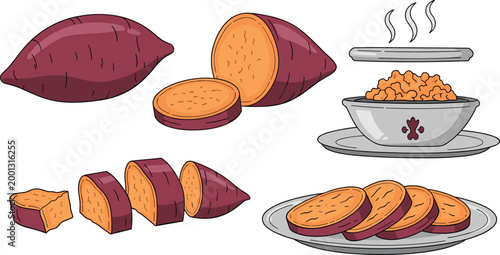 Sweet Potato Whole Cut and Cooked Food Collection Healthy Vegetable Meal Vector Illustration Set Isolated