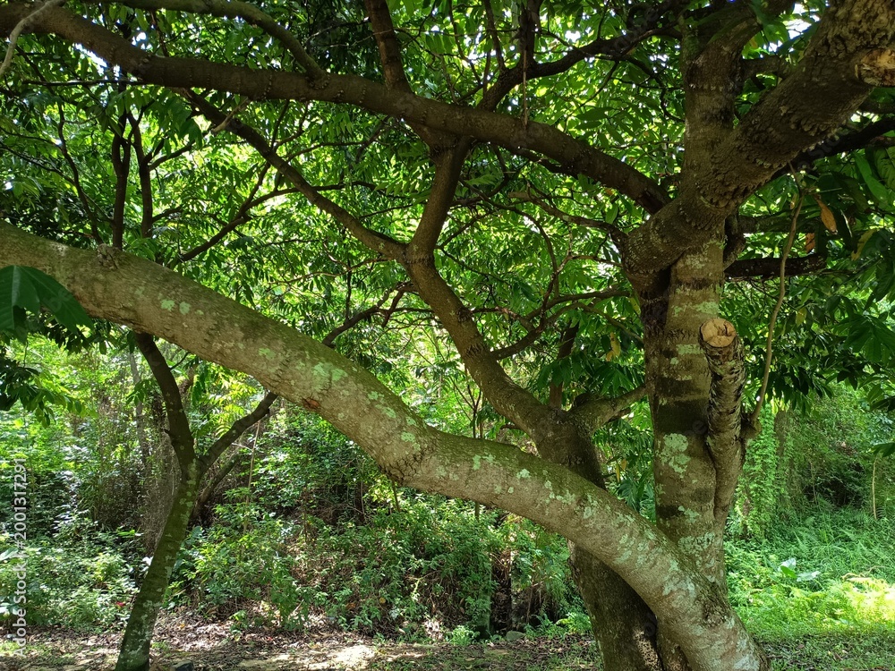 Fototapeta premium Sunlit forest floor with dense foliage and textured tree bark sunlight environment vegetation tranquil overcast