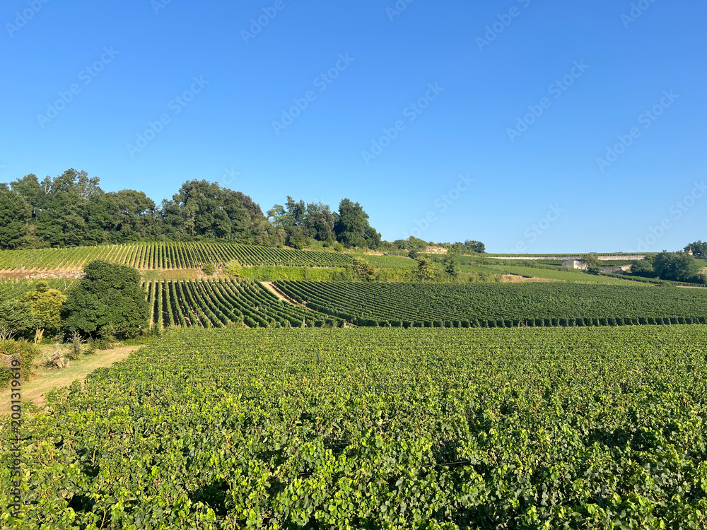 Naklejka premium Lush Green Vineyards Under Clear Blue Sky in Saint-Emilion France