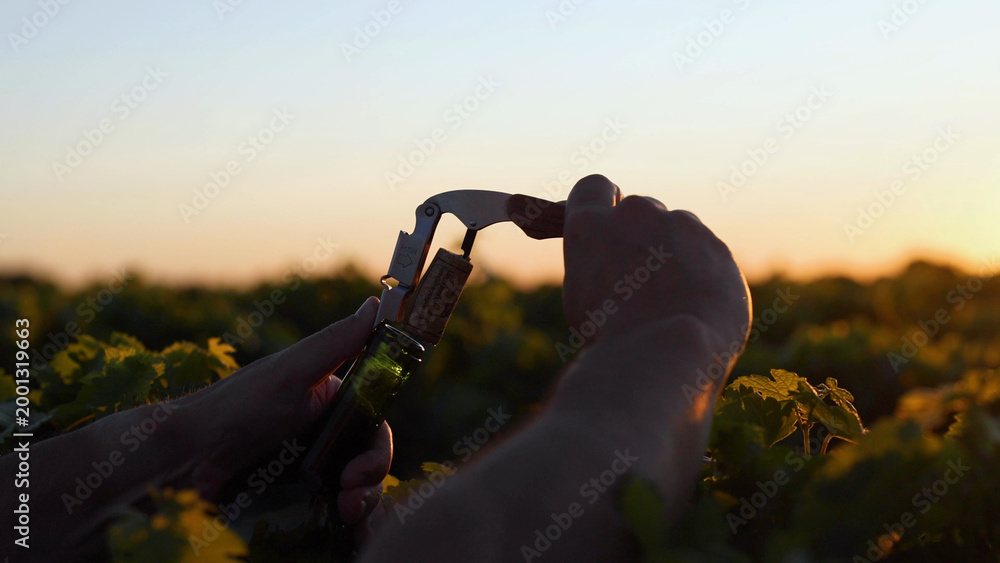 Obraz premium Hands Opening a Wine Bottle with a Corkscrew in a Vineyard at Sunset