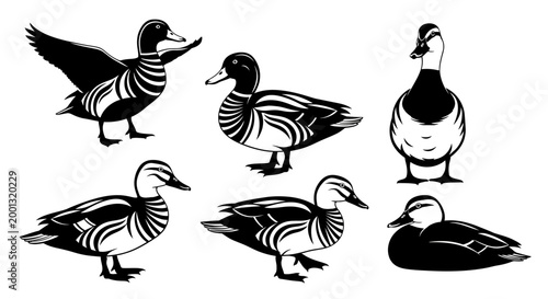 Set of Duck Silhouettes in Various Poses ? Wildlife Vector Art