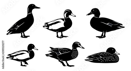 Set of Duck Silhouettes, Vector Mallard Bird Icons in Various Poses