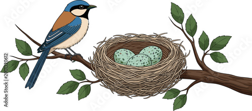 Small blue bird perched on tree branch near nest with spotted eggs, botanical nature scene, cad drawing flat vector illustration.
