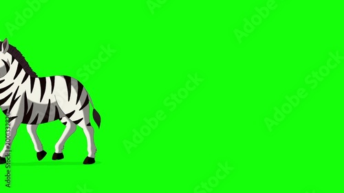 Cartoon Zebra on Green Screen Background 2D animation HD