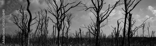 Cuadro en lienzo Silhouette of dead tree against dark dramatic sky on Halloween night representing horror atmosphere fear and despair in eerie forest setting with strong shadow contrast and haunting mood