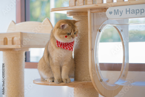 pet care concept with british cat play and fun in cat house