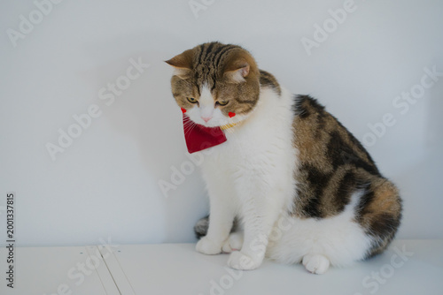 pet care concept with scottish cat play and fun in cat house