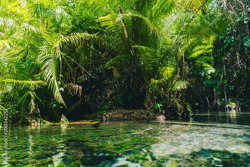 Tableau sur toile Tropical Jungle Spring with Palm Trees and Crystal Clear Water