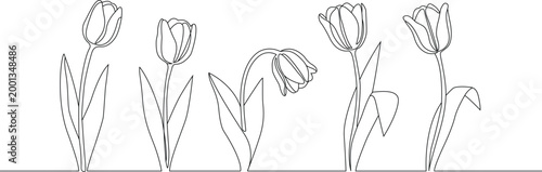 Continuous line art drawing of five beautiful spring tulips. Minimal thin width. Clean vector illustration