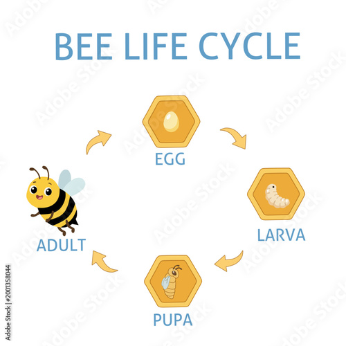 Bee life cycle infographic vector showing egg, larva, pupa and adult stages in circular diagram. Educational biology illustration for school learning, science poster and nature study