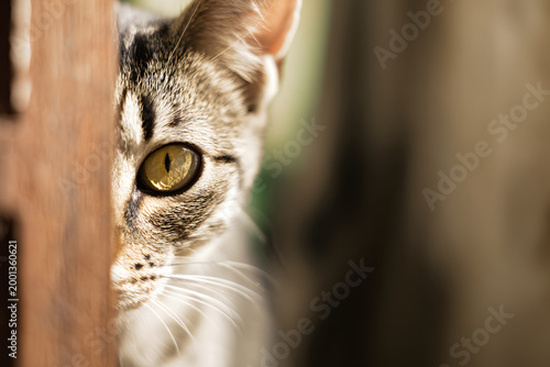 猫がドアの隙間から覗く片目クローズアップの好奇心あふれる表情とコピースペース