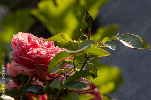 Red rose flower blooming in summer garden with buds
