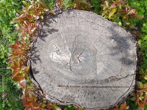 Fotografía Close-up of a rotten tree stump surface with dramatic cracks and growth rings