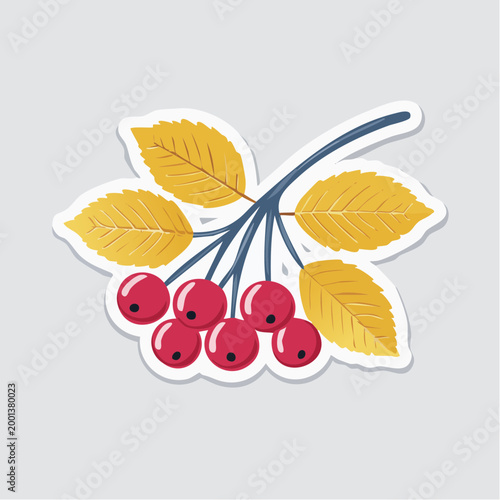 Illustration of Rowan Berries and Leaves